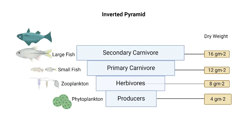 Inverted Pyramid of biomass