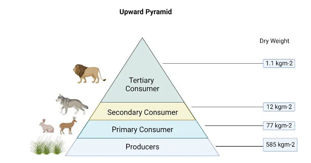 Upward Pyramid of Biomass 
