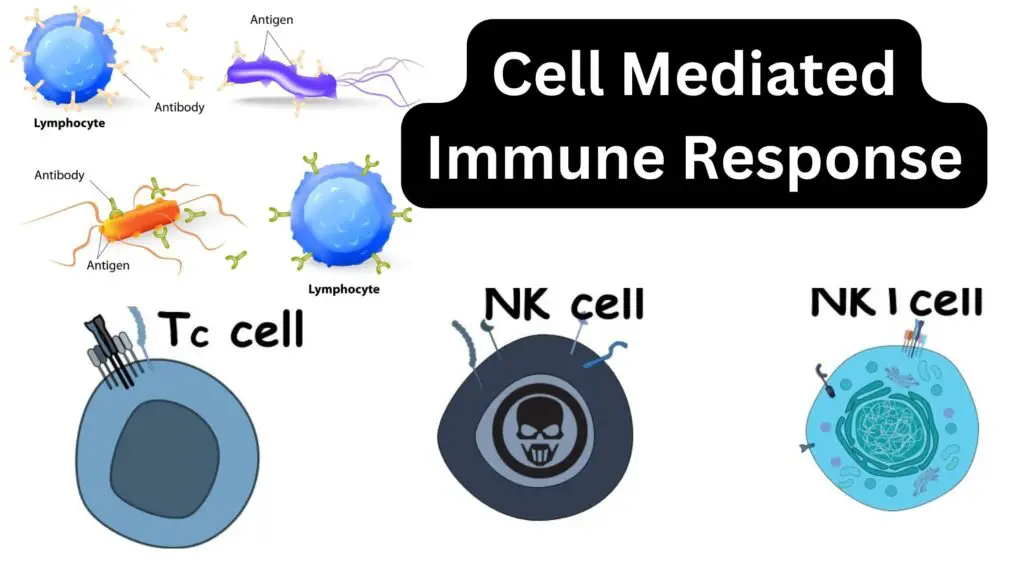 Cell Mediated Immune Response 