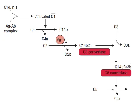 Steps of activation of classical pathway