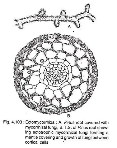 Ectomycorrhiza