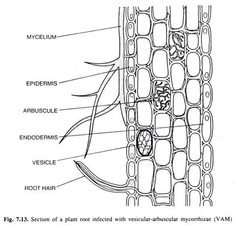 Vesicular Arbuscular Mycorrhizae