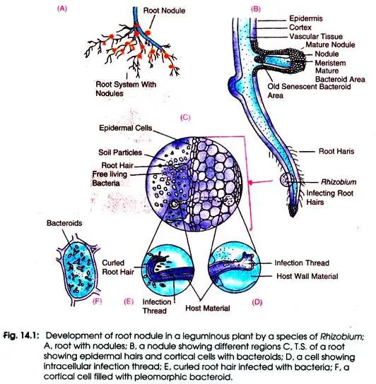 Process of Root Nodule Formation