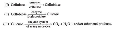 Cellulose Decomposition