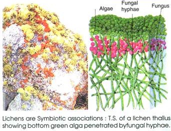 Microbe-Microbe Interactions