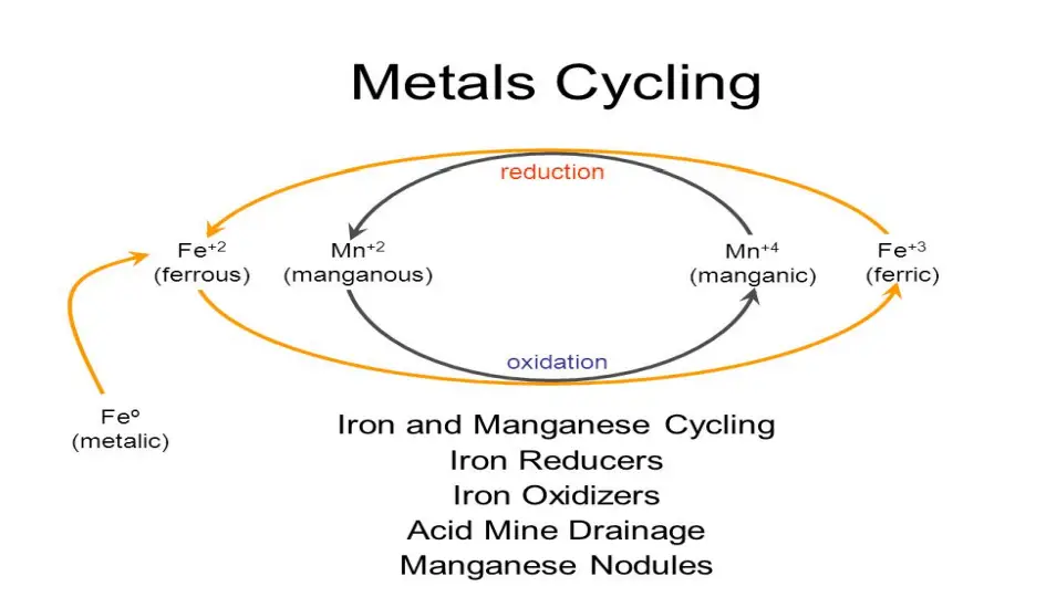 Couple Iron-Manganese cycle