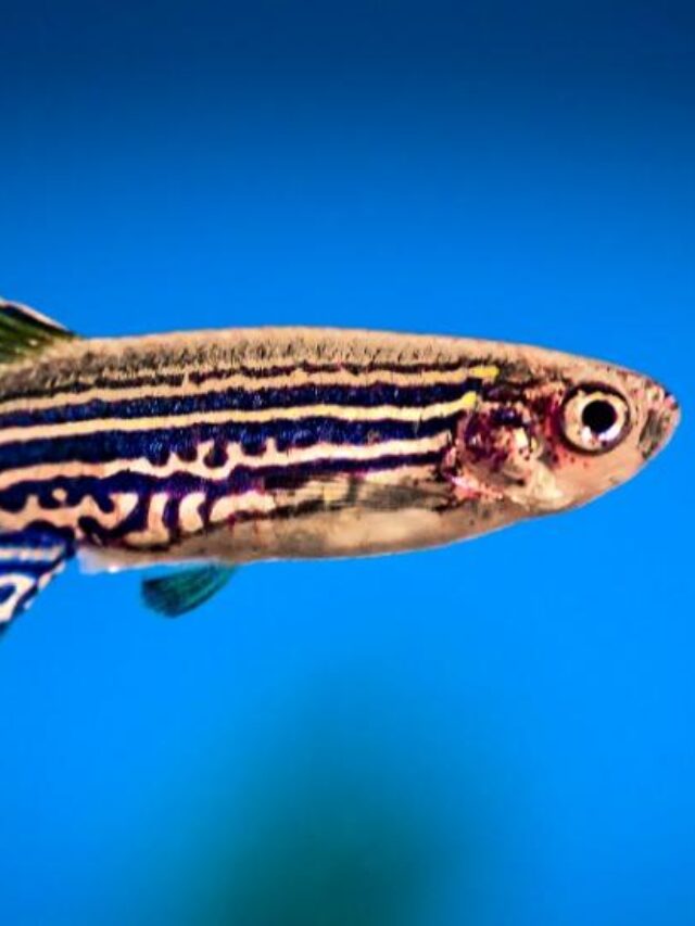 Why use the zebrafish in research?