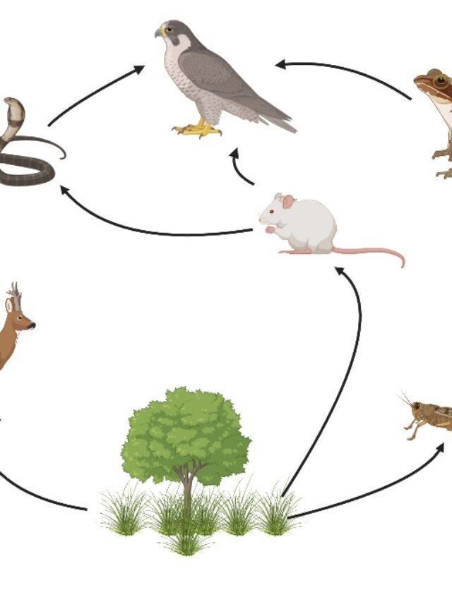 What is Food Web?