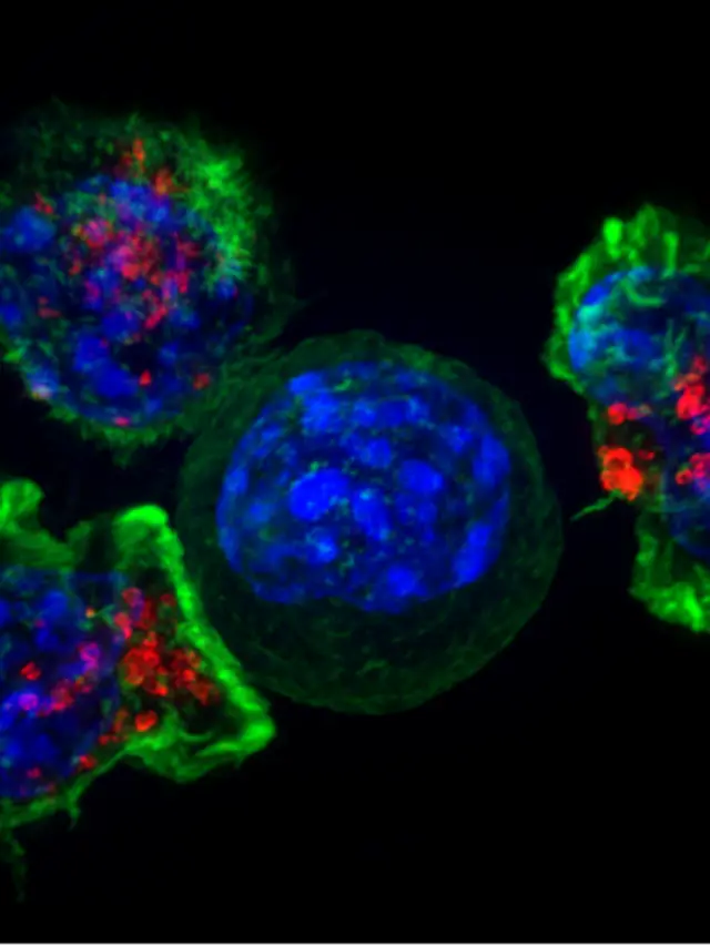 Cytotoxic T Cell