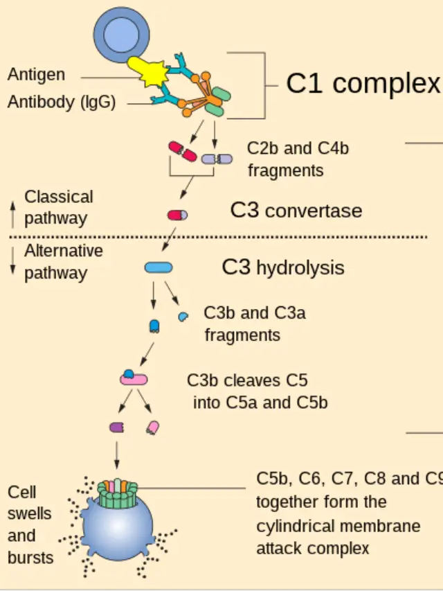 What is Complement System?