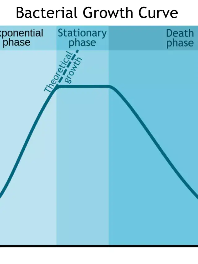 Phases of the Bacterial Growth Curve