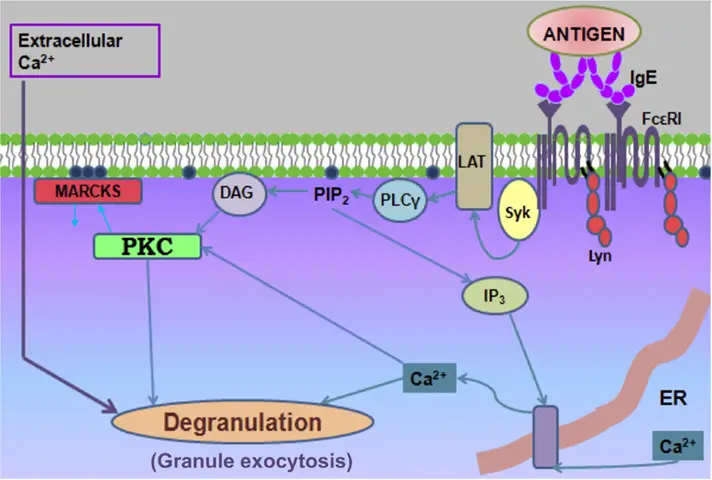 Mechanism of Activation and Degranulation of mast cell