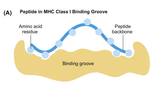 MHC Peptide-Binding Sites