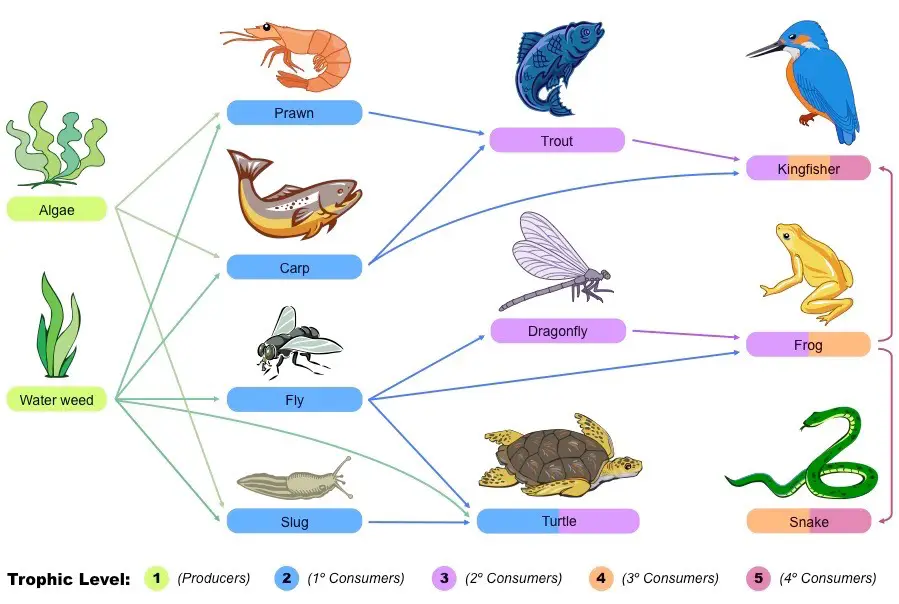 Example of a Food Web (Pond Ecosystem)