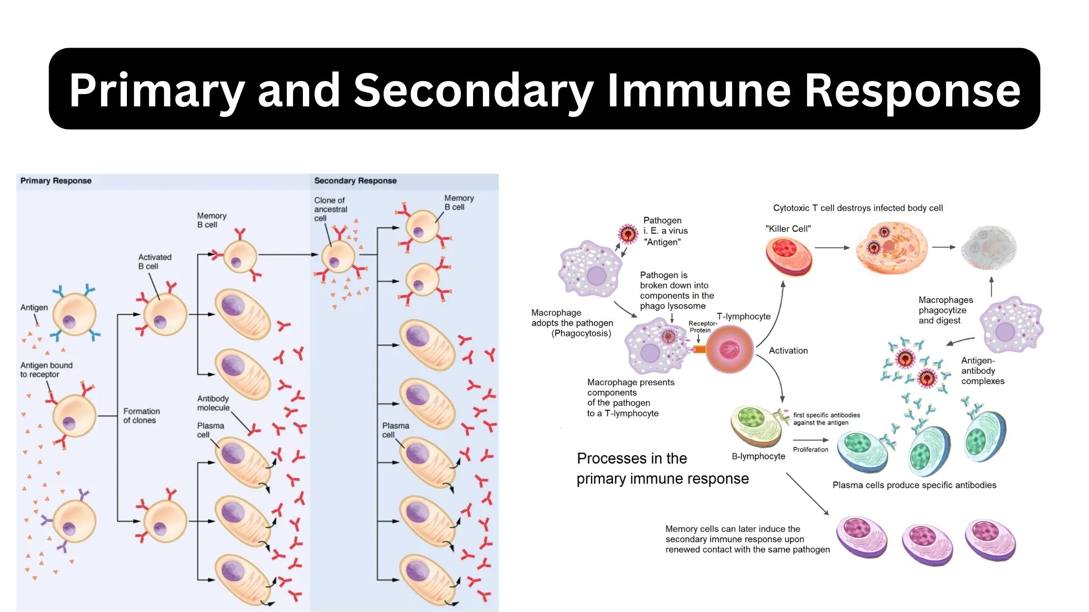 Primary and Secondary Immune Response