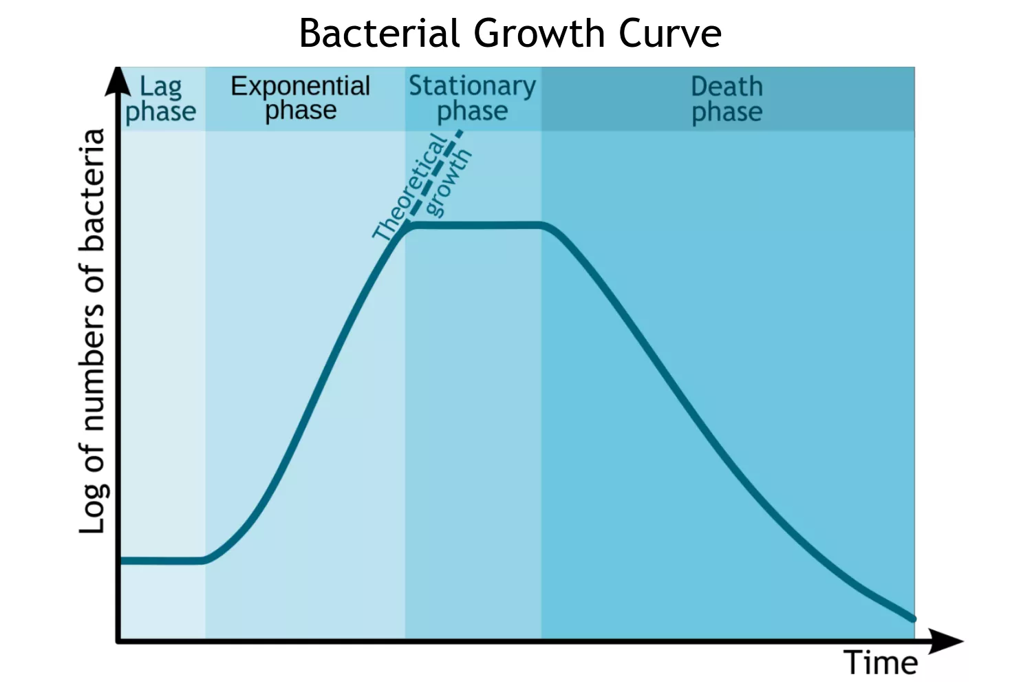 Cell Growth – Definition, Types, Mechanisms