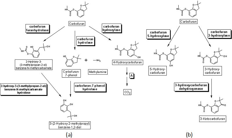 Degradation pathway of carbofuran. In a) several bacteria are involved in the hydrolysis of metabolites and b) fungal degradation of carbofuran may occur via hydroxylation at the three position and oxidation to 3-ketocarbofuran (University of Minnesota. Biocatalysis/Biodegradation Database, http://www.umbbd.ethz.ch/cbf/cbf_image_map1.html).