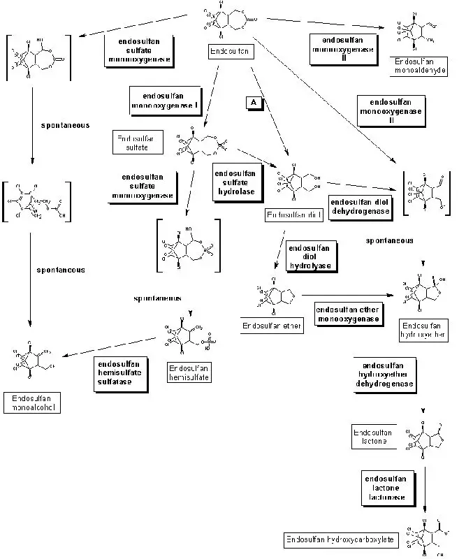 Degradation pathway of endosulfan (University of Minnesota. Biocatalysis/Biodegradation Database, http://www.umbbd.ethz.ch/end/end_map.html).