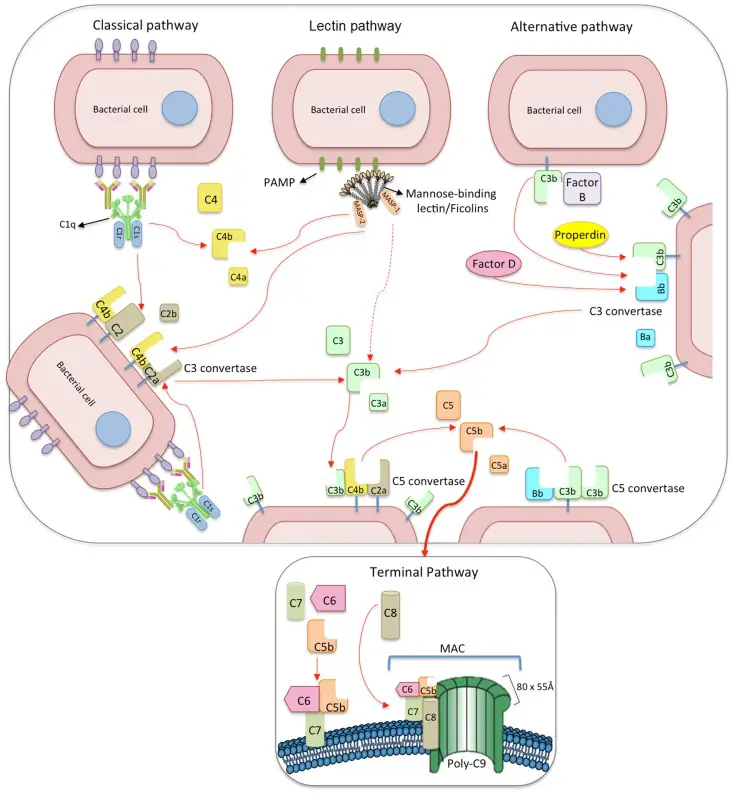 Steps of Lectin Pathway of Complement Activation