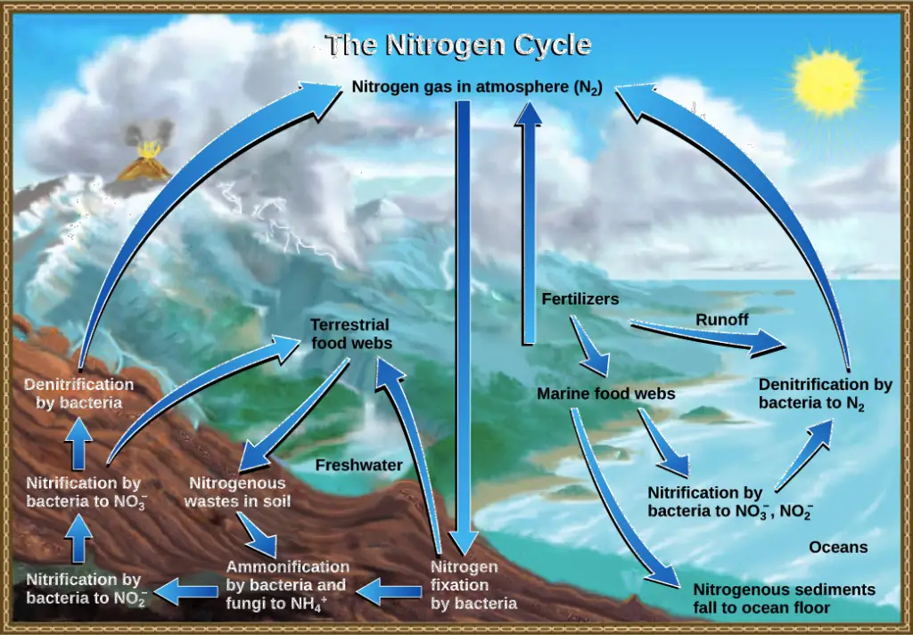 Nitrogen Cycle in Marine Ecosystem