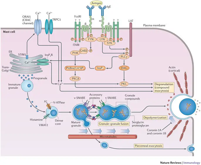 Mechanism of Activation and Degranulation of mast cell
