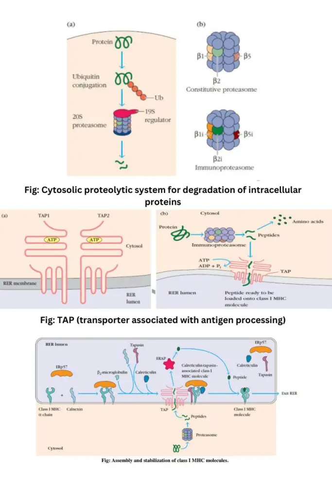 Endogenous antigen & cytosolic pathway