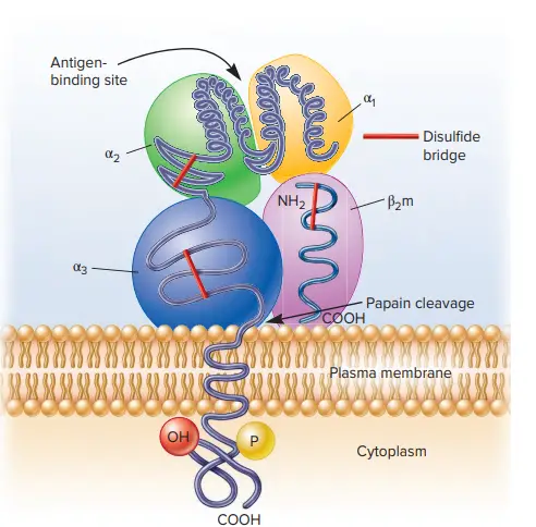 The Membrane-Bound Class I and Class II Major Histocompatibility Complex Molecules