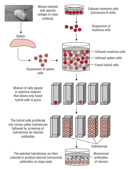 Method of production of monoclonal antibodies
