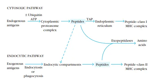 Antigen Processing and Presenting Pathway