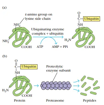 Cytosolic proteolytic system for degradation of intracellular proteins.