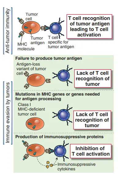 Mechanisms by which tumors escape immune defenses