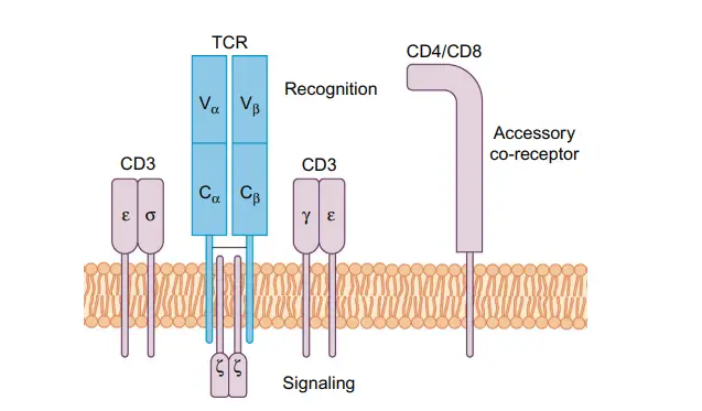 Structure of the TCR complex