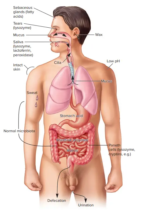 Anatomical Barriers of Immune System