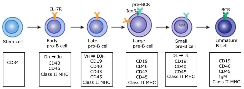 Early B cell development