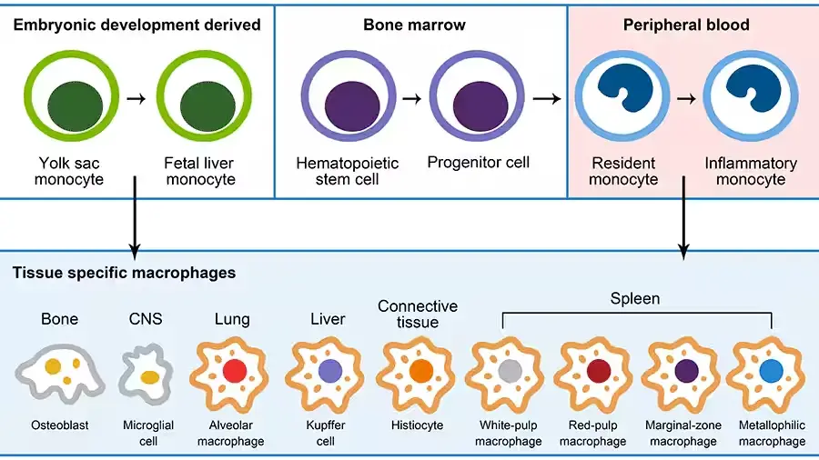 Development of macrophages