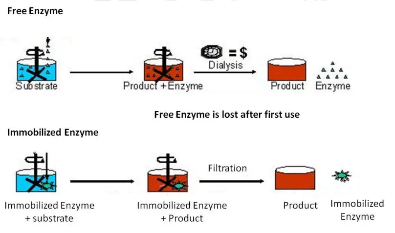Enzyme Immobilization