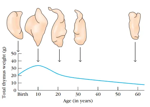 Changes in the thymus with age. The thymus decreases in size and cellularity after puberty.