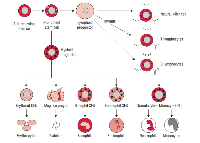 Proliferation and development of cells of lymphoreticular system