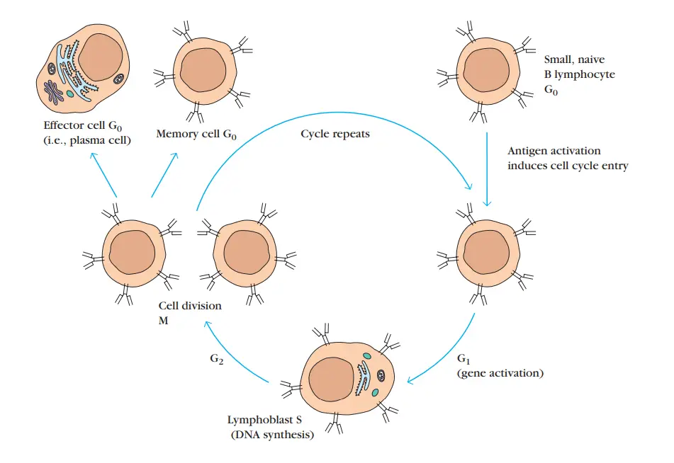 Fate of antigen-activated small lymphocytes.