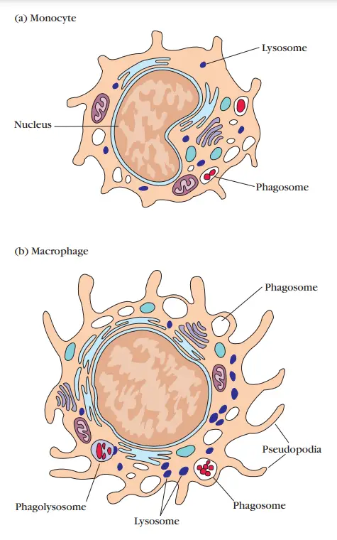 Typical morphology of a monocyte and a
macrophage.