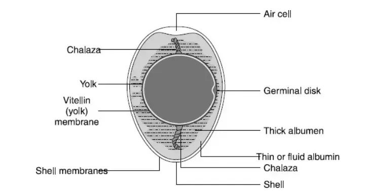  Internal structure of an egg.