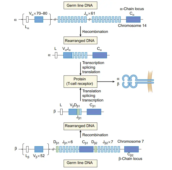 Gene rearrangement of TCR loci
