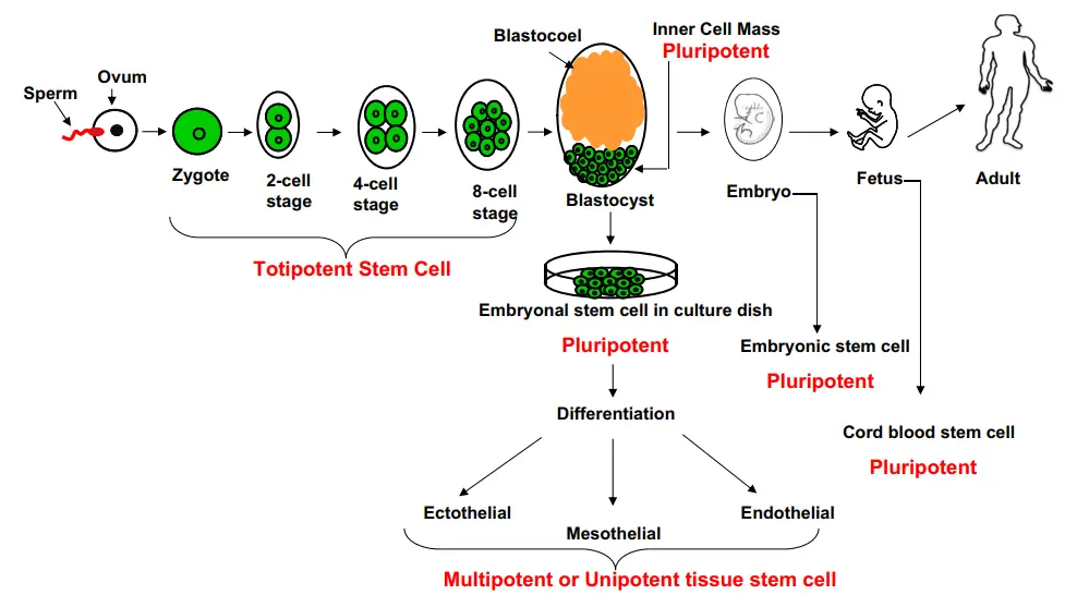 Origin of stem cells