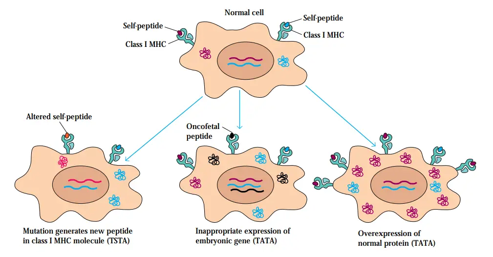 Different mechanisms generate tumor-specific transplantation antigens