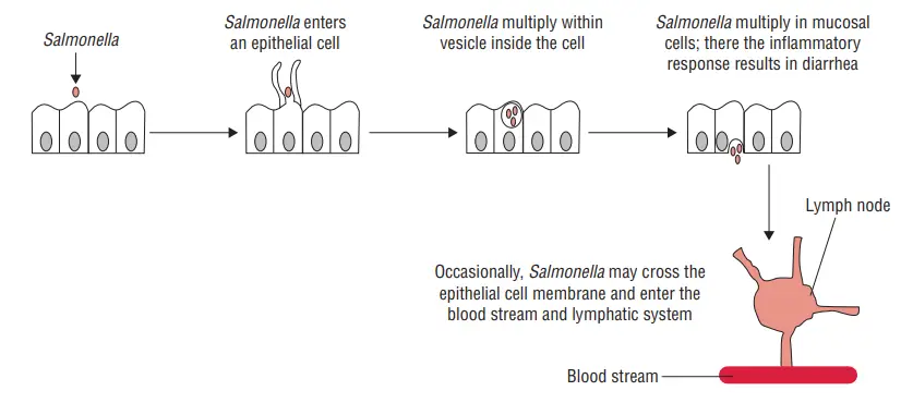 Pathogenesis of Salmonella infection.