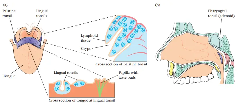 Three types of tonsils