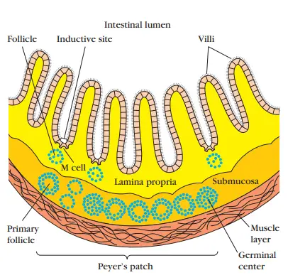Cross-sectional diagram of the mucous membrane lining the intestine showing a nodule of lymphoid follicles that constitutes a Peyer’s patch in the submucosa. The intestinal lamina propria contains loose clusters of lymphoid cells and diffuse follicles.
