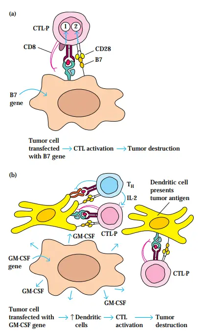 Use of transfected tumor cells for cancer immunotherapy