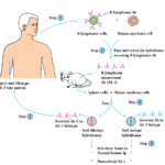 Cancer Immunotherapy 
