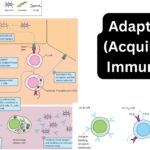 Adaptive (Acquired) Immunity